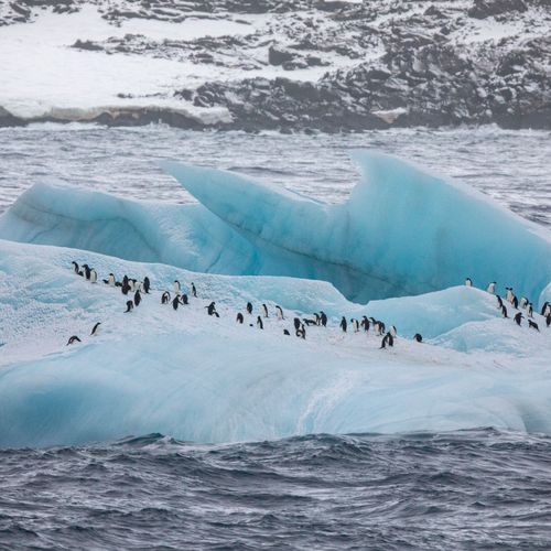 Afbeelding van Antarctica voor het eerst getroffen door 'hittegolf'