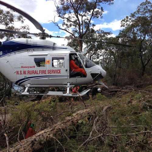 Afbeelding van Geheime missie Australische brandweer redt zeldzame 'dinosaurusbomen'