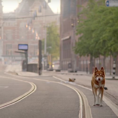 Afbeelding van Geen Hond in Amsterdam, de schoonheid van de lockdown