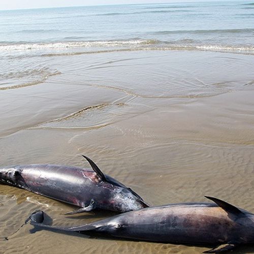 Afbeelding van Honderden dode dolfijnen aangespoeld aan de Franse kust
