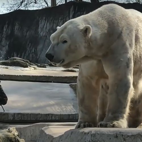 Afbeelding van Duitse dierentuin overweegt dieren aan elkaar te voeren