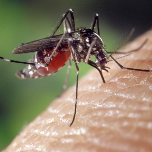 Afbeelding van Door klimaatcrisis en toerisme meer kans op infecties via muggenbeten